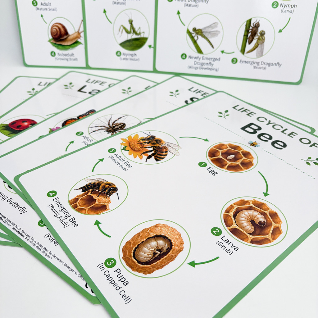 8Pcs Nature Life Cycle Educati - Kids Educational Posters ulasan dan harga